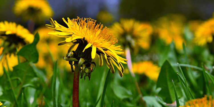 7 Kräutermittel im Hinterhof, um sich selbst zu ernten