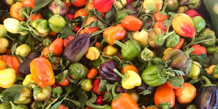 So verwenden Sie Paprika: Ernährungsvorteile, Kochtipps und einfache Rezepte