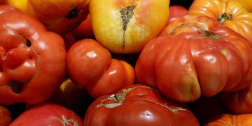 Warum Tomaten viel teurer werden