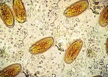 Die Geschichten, die die DNA in Historic Poop erzählt