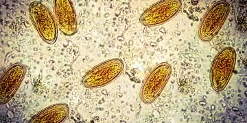 Die Geschichten, die die DNA in Historic Poop erzählt