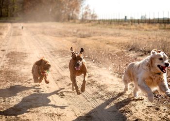 DNA enthüllt die geheime Geschichte der Hunde