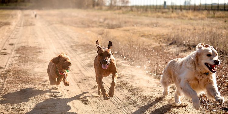DNA enthüllt die geheime Geschichte der Hunde