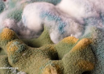 Sind die Auswirkungen von Ochratoxin besorgniserregend?