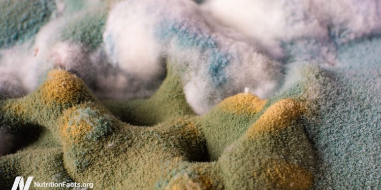 Sind die Auswirkungen von Ochratoxin besorgniserregend?