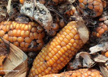 Ist Aflatoxin ein Drawback?