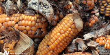 Ist Aflatoxin ein Drawback?