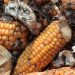 Ist Aflatoxin ein Drawback?