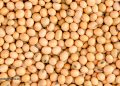 Erhöht weniger Protein FGF21 für ein längeres Leben?